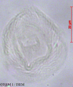Bursera tomentosa - lame n° 11901